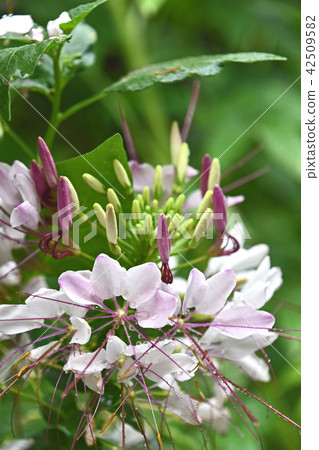 Creosé flowers in the rain 42509582