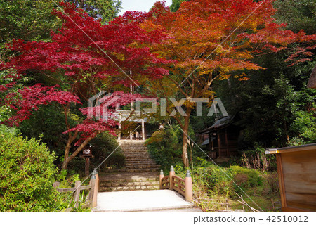 Autumn leaves of Hyuga Ogasawara Autumn leaves of Hyuga Ogasawara 42510012