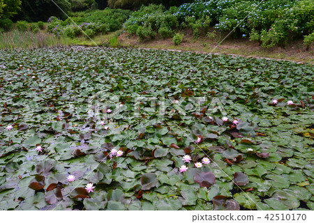 我去了Shinkunokuchi水上樂園＃5 42510170