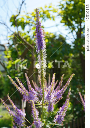 令人耳目一新的翠鳥 42510183