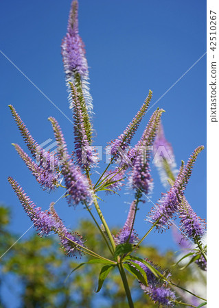 Beautiful king-size shining in the blue sky Beautiful king-size shining in the blue sky 42510267