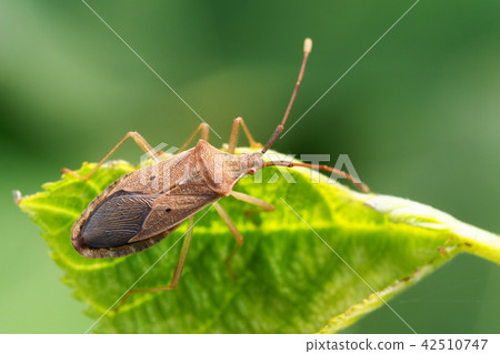 Hoshi Hararillo Helicopter bug Hoshi Hararillo Helicopter bug 42510747