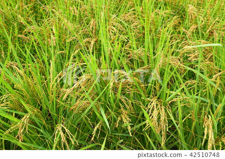 Rice pan and bird protection net Rice pan and bird protection net 42510748