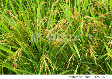 Rice pan and bird protection net Rice pan and bird protection net 42510750
