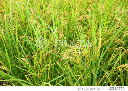 Rice pan and bird protection net Rice pan and bird protection net 42510751