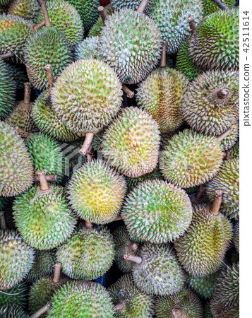 多利安垂直構圖充滿了屏幕 多利安垂直構圖充滿了屏幕 42511614