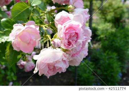 Rose of pink 42511774