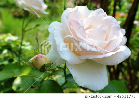 玫瑰 玫瑰 42511775