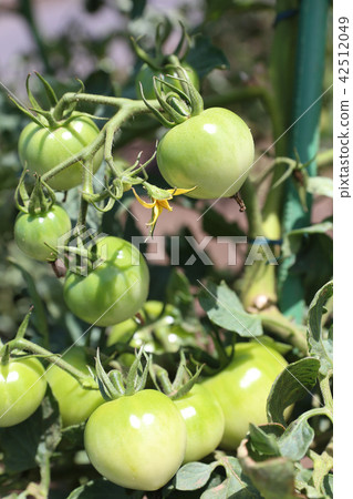 培養西紅柿 42512049