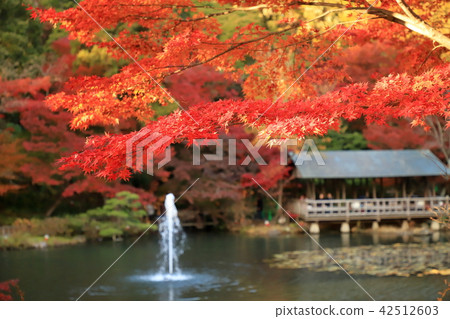 Autumn leaves of a pond 42512603