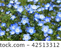 Nemophila 42513312