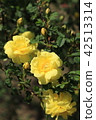Yellow rose 42513314