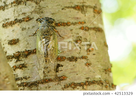 The winter summer heat 15 42513329