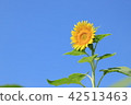 sunflower	 42513463