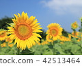 Sunflower 42513464