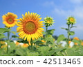 Sunflower 42513465