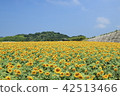 Sunflower field 42513466