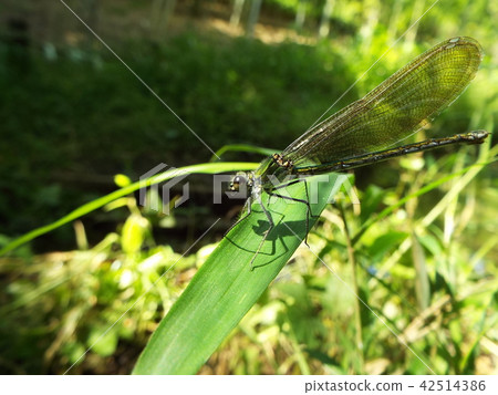 Damselfly 42514386