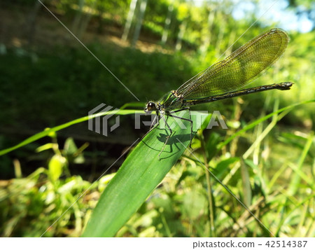 Damselfly 42514387