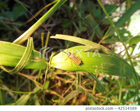 Higenaga Hananomi 42514389