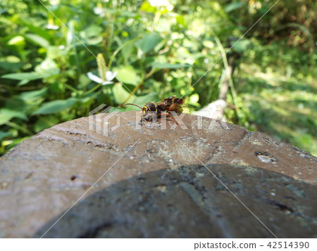 Kismisutarakamikiri 42514390