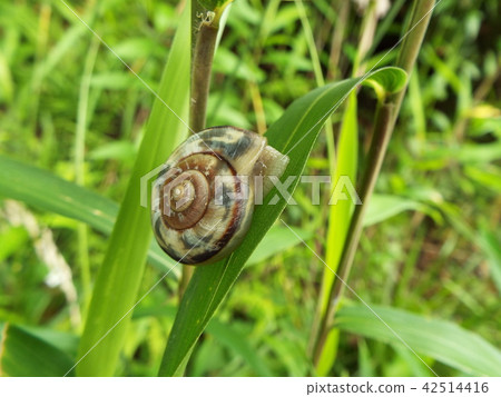 蝸牛 42514416