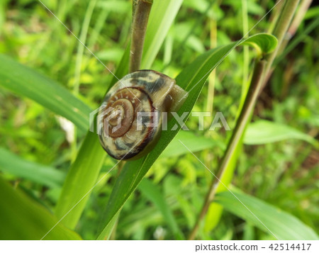 蝸牛 42514417