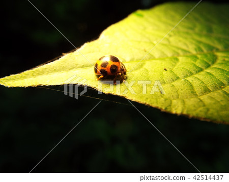 Tohoshi tentou 42514437