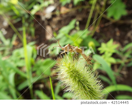 Hari bug Hari bug 42514445