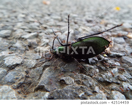 Ants flocking to the beetle of the beetle Ants flocking to the beetle of the beetle 42514459