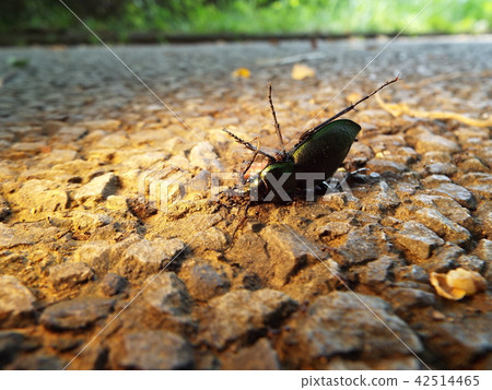 Ants flocking to the beetle of the beetle 42514465