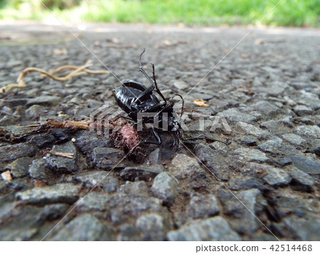 Ants flocking to the beetle of the beetle Ants flocking to the beetle of the beetle 42514468