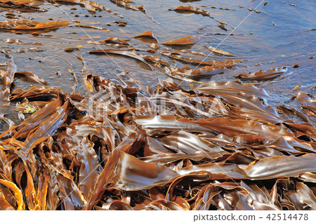 Kelp coast sea 42514478