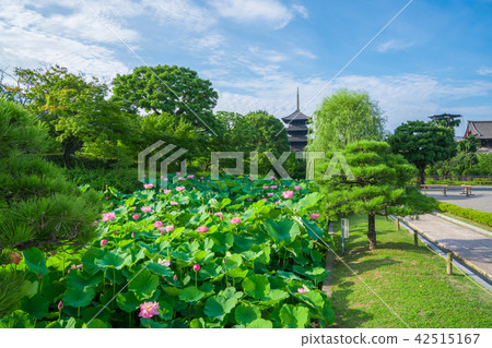 京都toji和蓮花夏天的五層塔 照片素材 圖片 圖庫