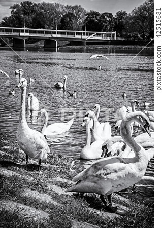 Swans - Cygnus on river side with bridge, Piestany 42515681
