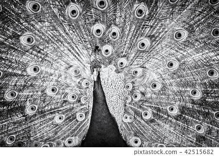 Indian peafowl - Pavo cristatus, colorless 42515682