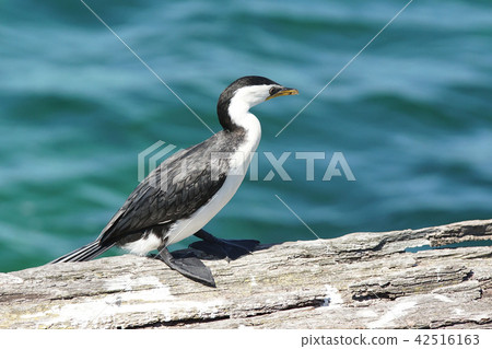 Little Pied Cormorant, Microcarbo melanoleucos 42516163