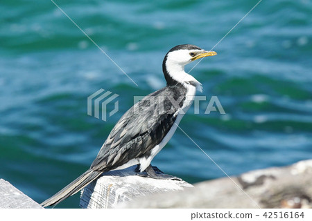 Little Pied Cormorant, Microcarbo melanoleucos 42516164
