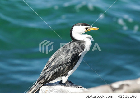 Little Pied Cormorant, Microcarbo melanoleucos Little Pied Cormorant, Microcarbo melanoleucos 42516166