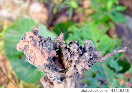 brown grasshopper sitting on dry tree. brown grasshopper sitting on dry tree. 42516268