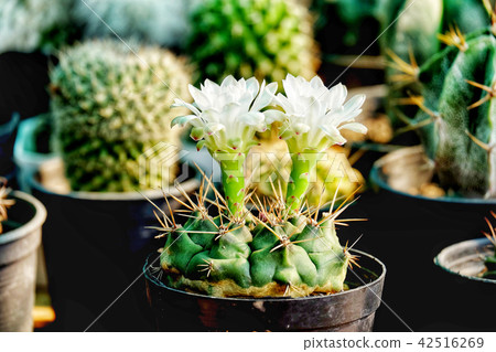 Gymnocalycium mihanovichii have flower, cactus   Gymnocalycium mihanovichii have flower, cactus   42516269
