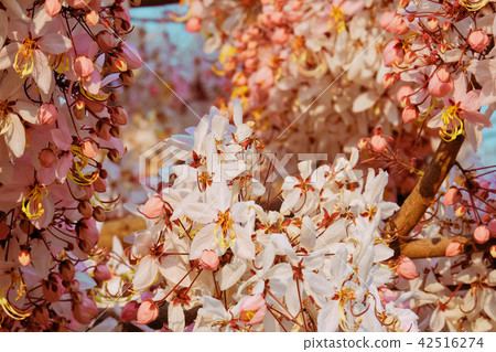 Pink cassia, Pink shower, flower blooming 42516274