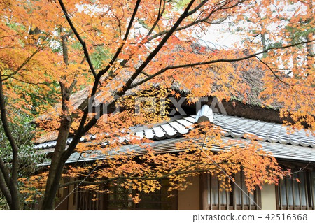Rui Forest Park Tea room splendid autumn leaves of Hibiatei 42516368