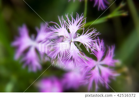 Kawarana Dessico (Kawahara Sakiko) Kawarana Dessico (Kawahara Sakiko) 42516372