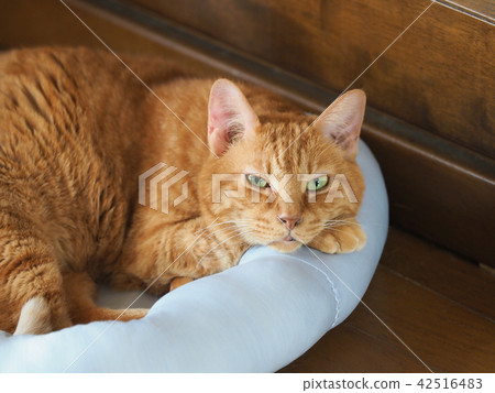 把下巴放的布朗老虎貓在床的直升機上 把下巴放的布朗老虎貓在床的直升機上 42516483