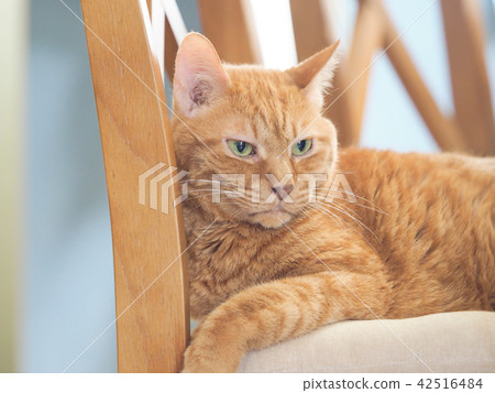 布朗在椅子的老虎貓 布朗在椅子的老虎貓 42516484