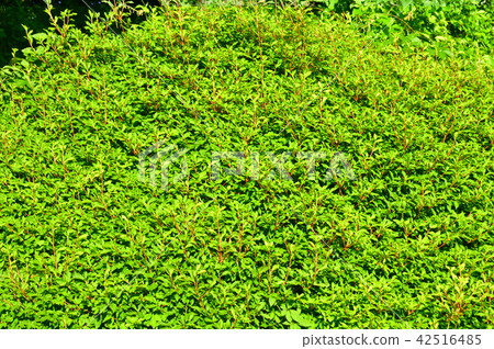 多個幼葉和豆芽的照片密集地包裹著新鮮的綠色杜鵑花 42516485