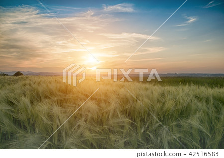 beautiful sunset 42516583