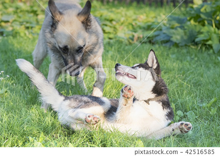 dog games dog games 42516585