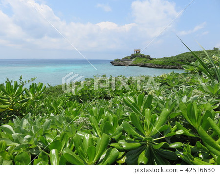 海洋（從宮古島海洋公園長廊觀看） 42516630